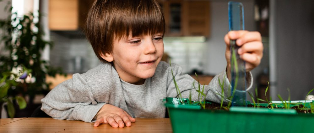 A boy measuring plant growth at home